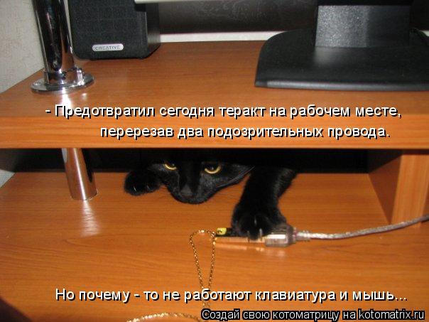 Котоматрица: - Предотвратил сегодня теракт на рабочем месте,  перерезав два подозрительных провода. Но почему - то не работают клавиатура и мышь...