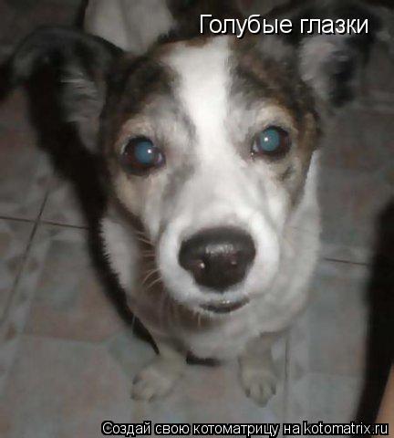 Голубые глазки... Котоматрица: Голубые глазки