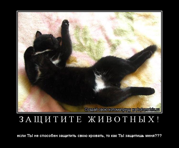 З А Щ И Т И Т Е Ж И В О Т Н Ы Х ! ... Котоматрица: З А Щ И Т И Т Е Ж И В О Т Н Ы Х !