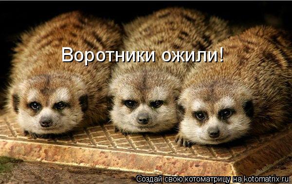 Воротники ожили!... Котоматрица: Воротники ожили!