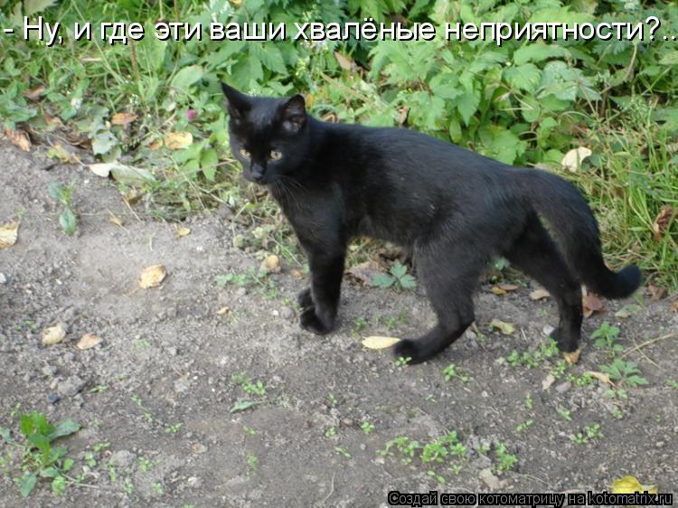 Котоматрица: - Ну, и где эти ваши хвалёные неприятности?..