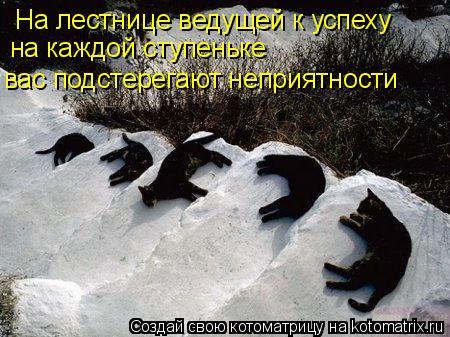 На лестнице ведущей к успеху на каждой ступеньке вас подстерегают неприятности... Котоматрица: На лестнице ведущей к успеху на каждой ступеньке вас подстерегают неприятности