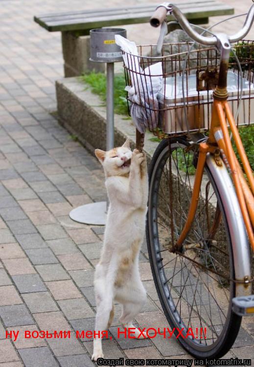 Котоматрица: ну возьми меня, НЕХОЧУХА!!!