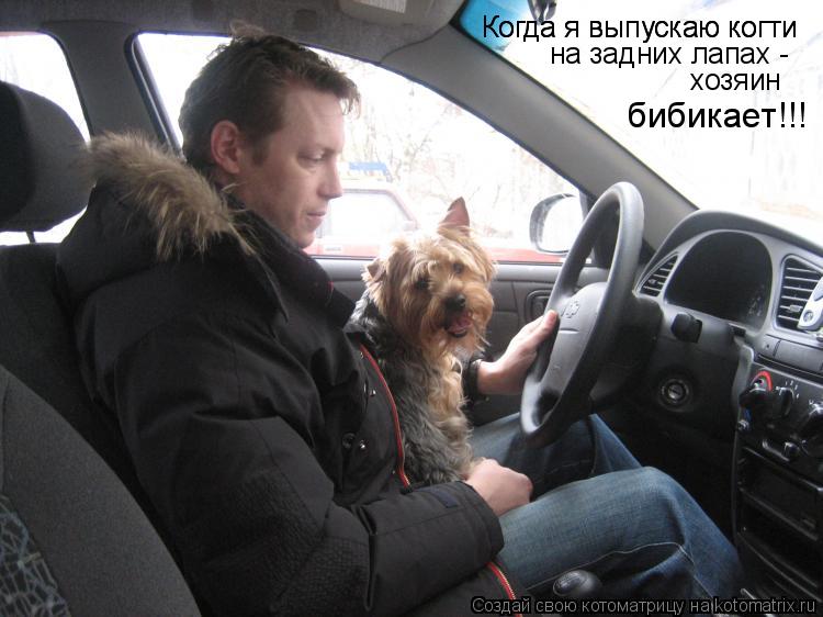 Когда я выпускаю когти Когда я выпускаю когти на задних лапах - хозяин бибикает!!!... Котоматрица: Когда я выпускаю когти Когда я выпускаю когти на задних лапах - хозяин бибикает!!!