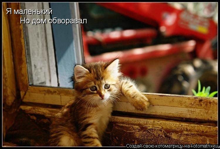 Котоматрица: Я маленький Но дом обворавал