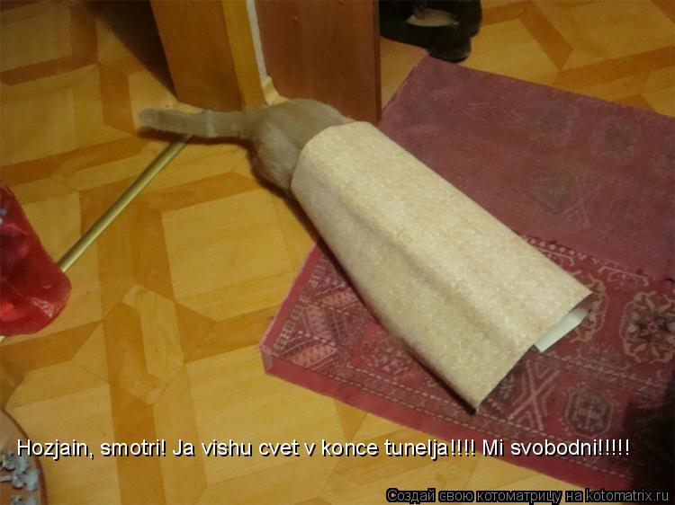 Hozjain, smotri! Ja vishu cvet v konce tunelja!!!! Mi svobodni!!!!!... Котоматрица: Hozjain, smotri! Ja vishu cvet v konce tunelja!!!! Mi svobodni!!!!!
