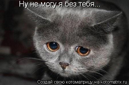 Котоматрица: Ну не могу я без тебя...