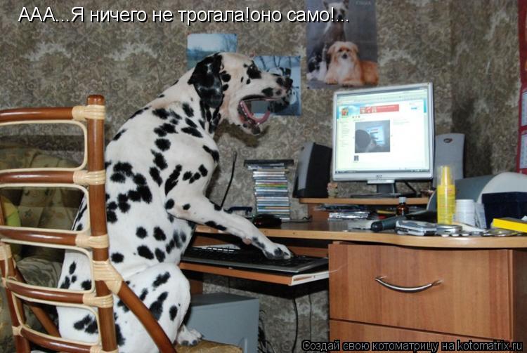 ААА...Я ничего не трогала!оно само!...... Котоматрица: ААА...Я ничего не трогала!оно само!...