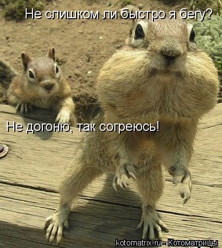 Котоматрица: Не слишком ли быстро я бегу? Не догоню, так согреюсь!