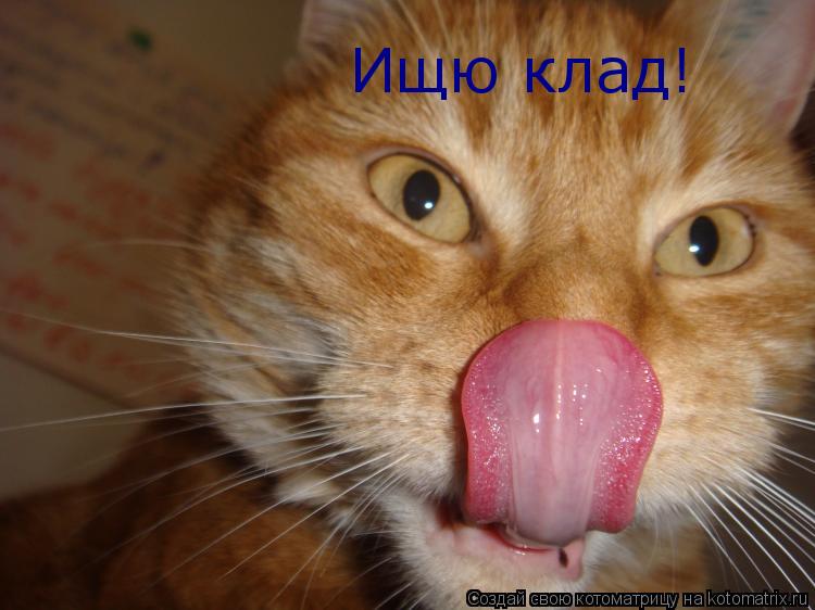 Ищю клад!... Котоматрица: Ищю клад!