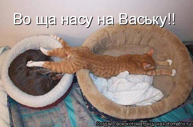 Котоматрица: Во ща насу на Ваську!!