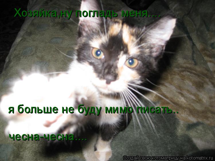 Хозяйка,ну погладь меня.... я больше не буду мимо писать.. чесна-чесна....... Котоматрица: Хозяйка,ну погладь меня.... я больше не буду мимо писать.. чесна-чесна....