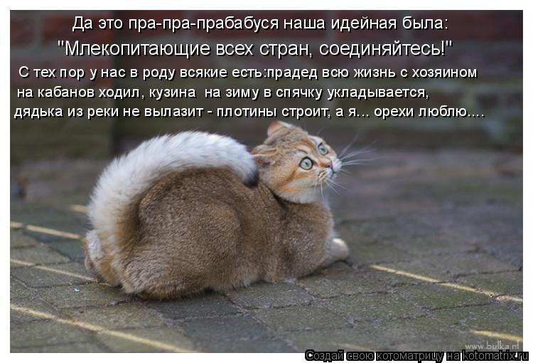 Да это пра-пра-прабабуся наша идейная была: "Млекопитающие всех стран, соединяйтесь!" С тех пор у нас... Котоматрица: Да это пра-пра-прабабуся наша идейная была: "Млекопитающие всех стран, соединяйтесь!" С тех пор у нас в роду всякие есть:прадед всю жизнь с хо