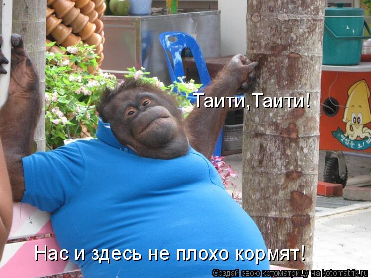 Котоматрица: Таити,Таити! Нас и здесь не плохо кормят!