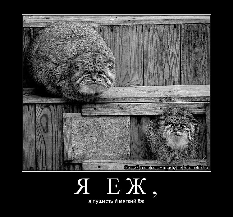 Котоматрица: Я   Е Ж , 