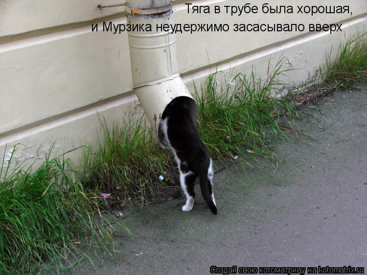 Тяга в трубе была хорошая, и Мурзика неудержимо засасывало вверх... Котоматрица: Тяга в трубе была хорошая, и Мурзика неудержимо засасывало вверх