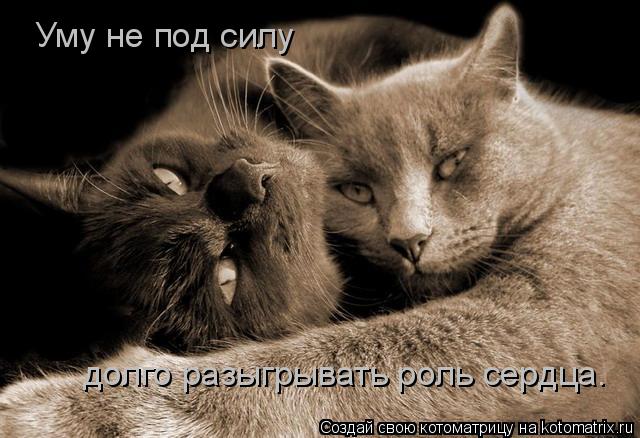 Уму не под силу долго разыгрывать роль сердца.... Котоматрица: Уму не под силу долго разыгрывать роль сердца.