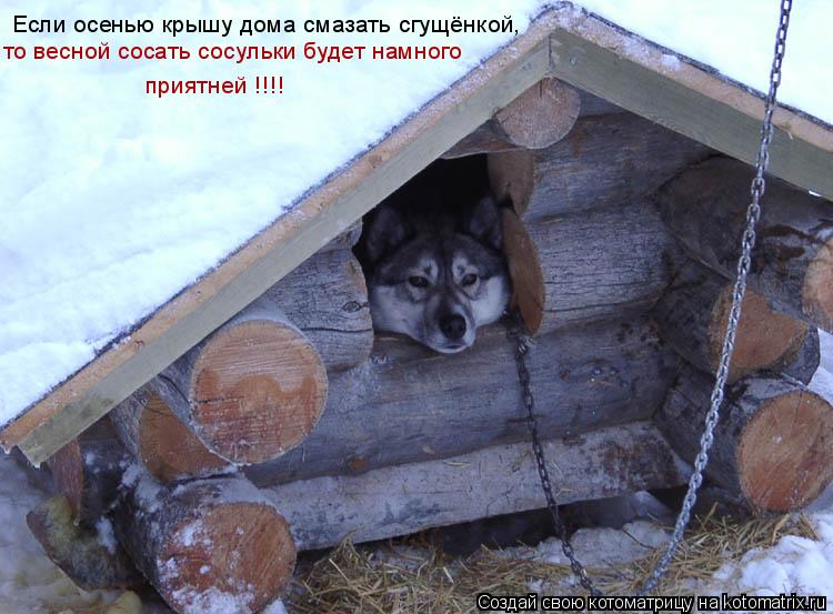 Если осенью крышу дома смазать сгущёнкой, то весной сосать сосульки будет намного приятней !!!!... Котоматрица: Если осенью крышу дома смазать сгущёнкой, то весной сосать сосульки будет намного приятней !!!!