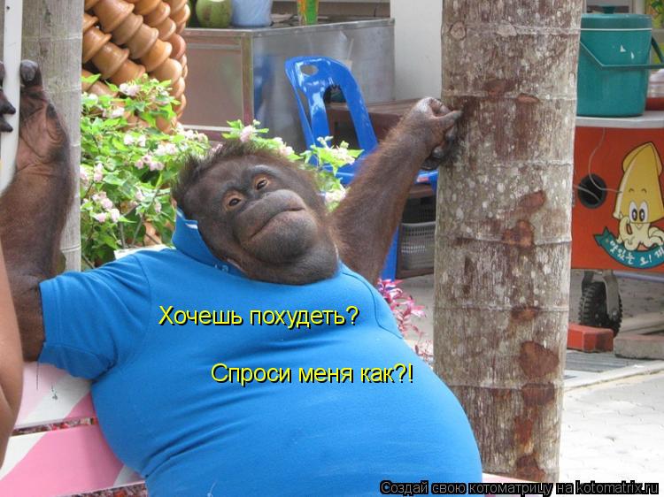 Хочешь похудеть? Спроси меня как?!... Котоматрица: Хочешь похудеть? Спроси меня как?!
