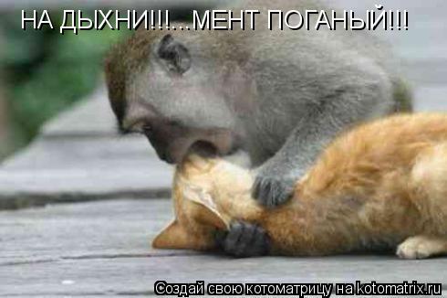 Котоматрица: НА ДЫХНИ!!!...МЕНТ ПОГАНЫЙ!!!