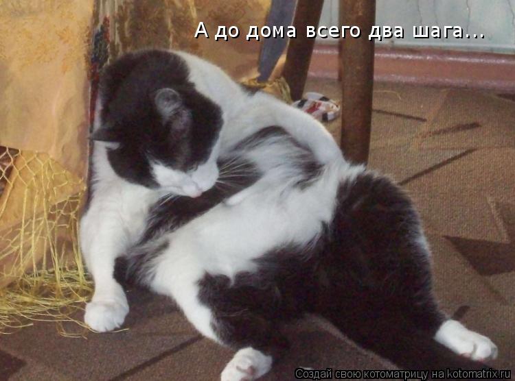 А до дома всего два шага...... Котоматрица: А до дома всего два шага...