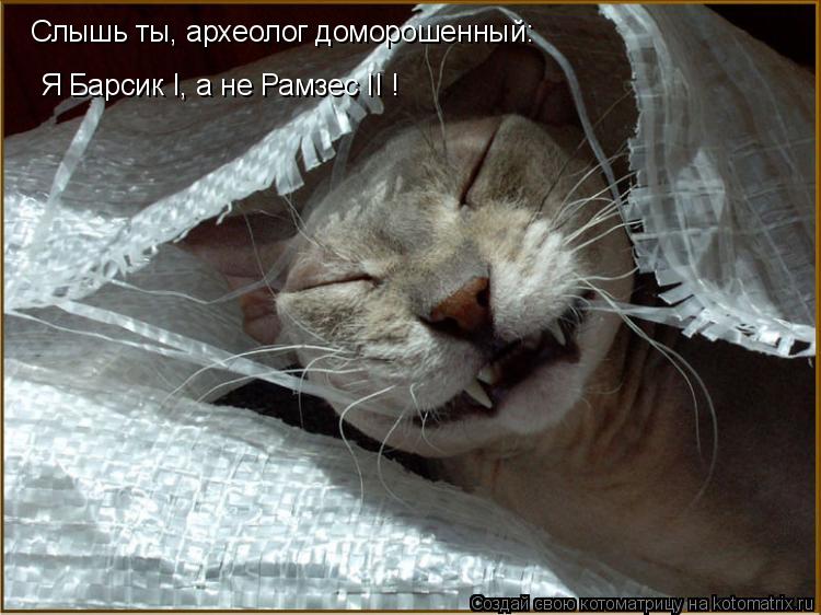 Котоматрица: Я Барсик I, а не Рамзес II ! Слышь ты, археолог доморошенный: