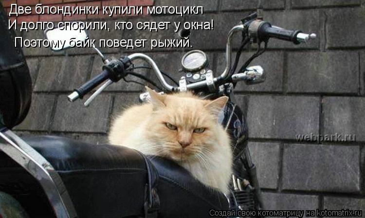 Две блондинки купили мотоцикл И долго спорили, кто сядет у окна! Поэтому байк поведет рыжий.... Котоматрица: Две блондинки купили мотоцикл И долго спорили, кто сядет у окна! Поэтому байк поведет рыжий.