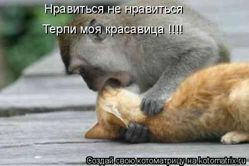 Котоматрица: Нравиться не нравиться Терпи моя красавица !!!!