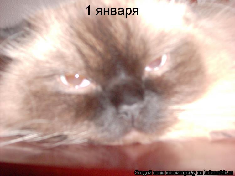 1 января... Котоматрица: 1 января