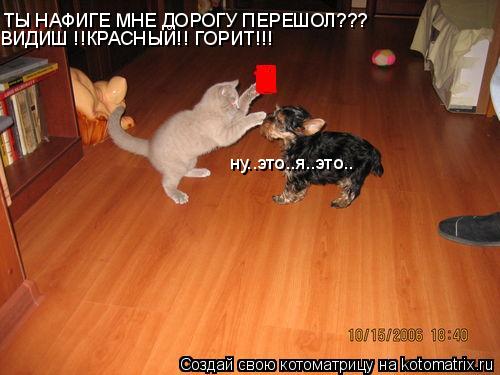 Котоматрица: ТЫ НАФИГЕ МНЕ ДОРОГУ ПЕРЕШОЛ??? ВИДИШ !!КРАСНЫЙ!! ГОРИТ!!! ну..это..я..это..