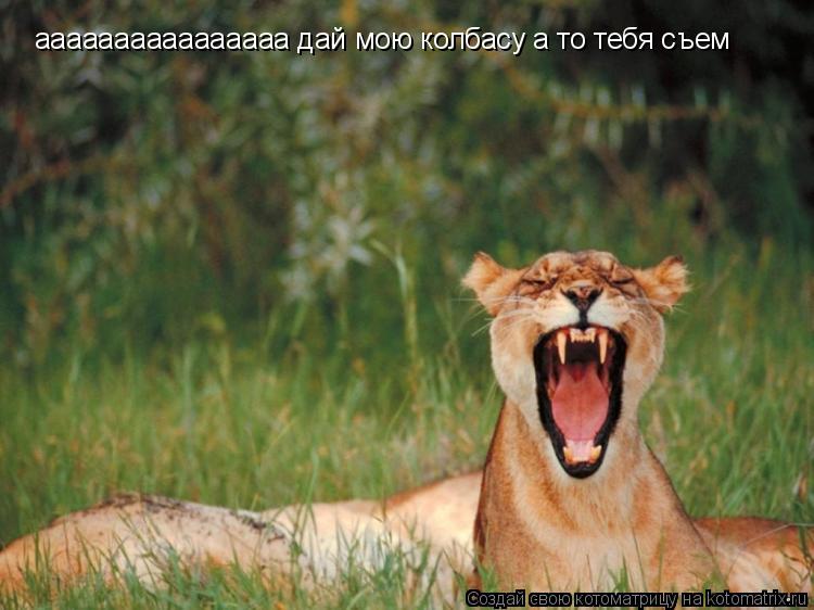 Котоматрица: аааааааааааааааа дай мою колбасу а то тебя съем