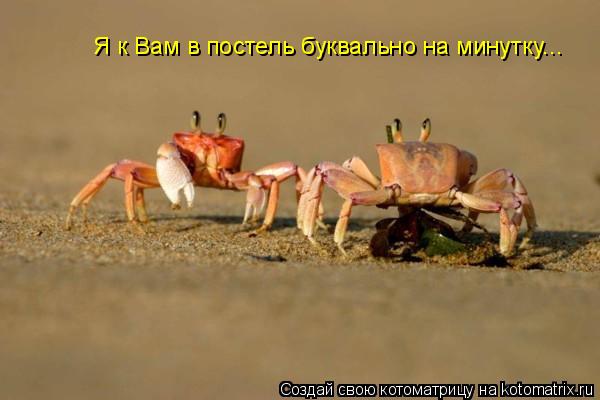 Я к Вам в постель буквально на минутку...... Котоматрица: Я к Вам в постель буквально на минутку...