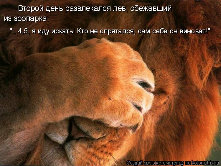Котоматрица: Второй день развлекался лев, сбежавший из зоопарка: "...4,5, я иду искать! Кто не спрятался, сам себе он виноват!"