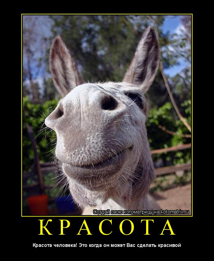 Котоматрица: К Р А С О Т А 