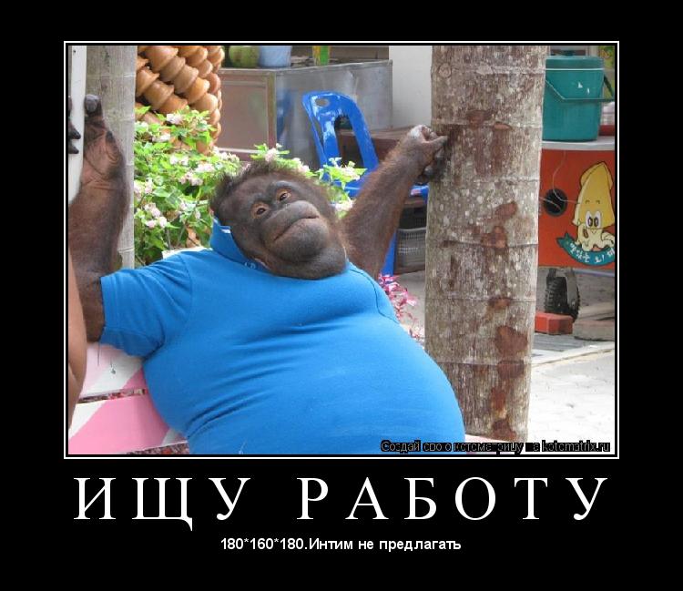 И Щ У Р А Б О Т У ... Котоматрица: И Щ У Р А Б О Т У