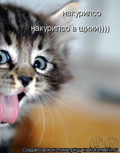 накурилсо накурилсо в щиии))))... Котоматрица: накурилсо накурилсо в щиии))))