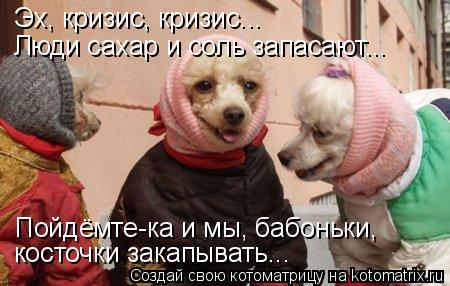 Эх, кризис, кризис... Люди сахар и соль запасают... Пойдёмте-ка и мы, бабоньки, косточки закапывать..... Котоматрица: Эх, кризис, кризис... Люди сахар и соль запасают... Пойдёмте-ка и мы, бабоньки, косточки закапывать...