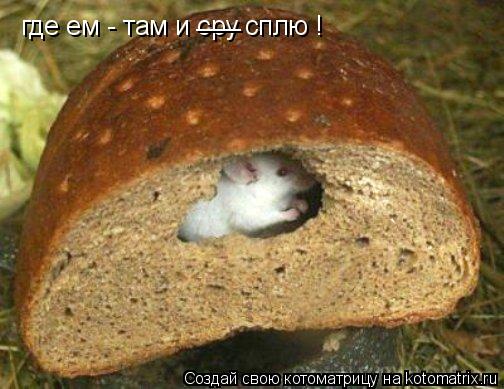 Котоматрица: где ем - там и сру сплю ! ___