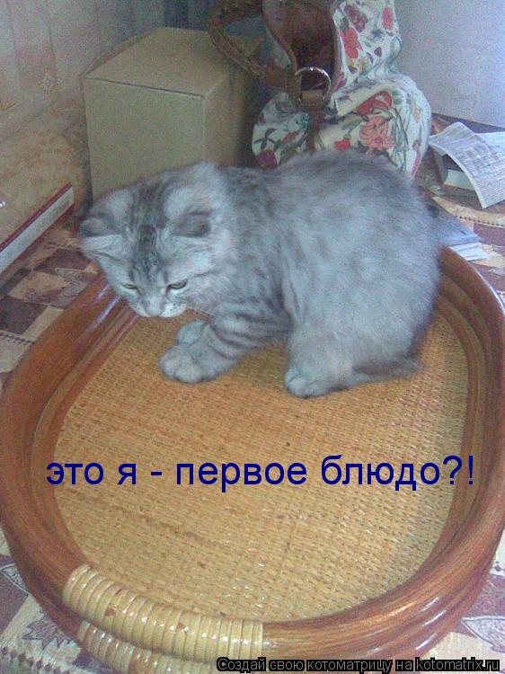 Котоматрица: это я - первое блюдо?!