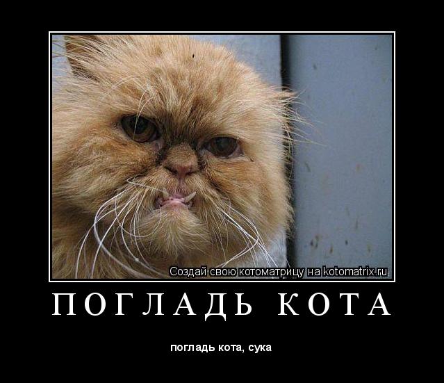 П О Г Л А Д Ь К О Т А ... Котоматрица: П О Г Л А Д Ь К О Т А