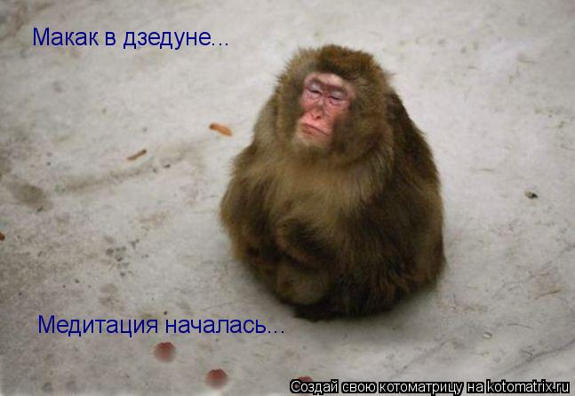 Макак в дзедуне... Медитация началась...... Котоматрица: Макак в дзедуне... Медитация началась...