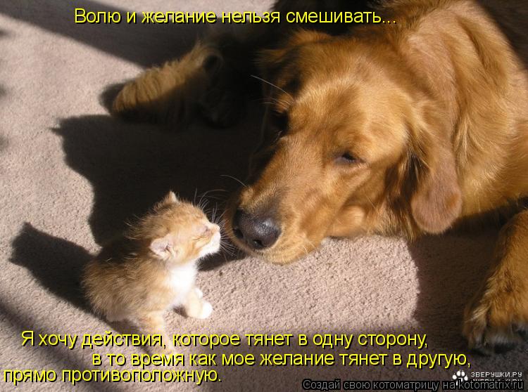 Котоматрица: Волю и желание нельзя смешивать...  Я хочу действия, которое тянет в одну сторону,  в то время как мое желание тянет в другую,  прямо противопо