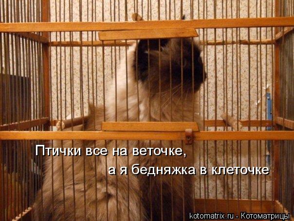 Котоматрица: Птички все на веточке, а я бедняжка в клеточке