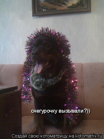 снегурочку вызывали?))... Котоматрица: снегурочку вызывали?))