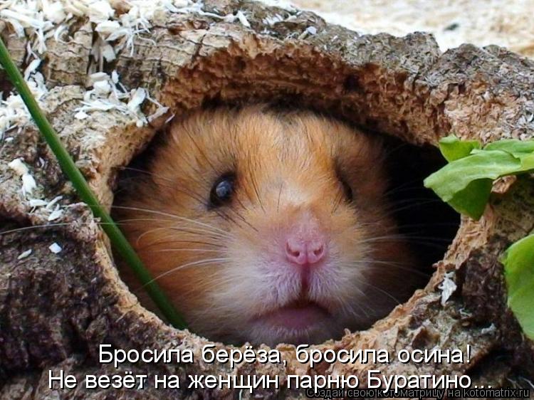 Котоматрица: Бросила берёза, бросила осина! Не везёт на женщин парню Буратино...