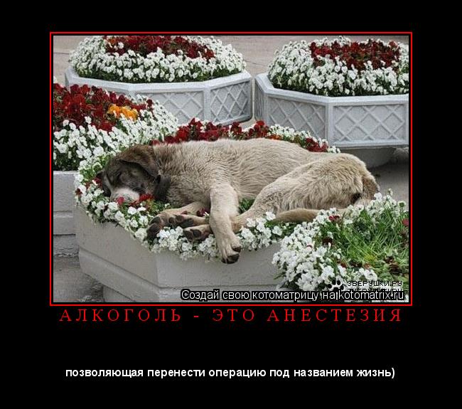 Котоматрица: А Л К О Г О Л Ь   -   Э Т О   А Н Е С Т Е З И Я 