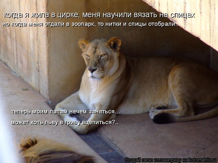 когда я жила в цирке, меня научили вязать на спицах но когда меня отдали в зоопарк, то нитки и спицы ... Котоматрица: когда я жила в цирке, меня научили вязать на спицах но когда меня отдали в зоопарк, то нитки и спицы отобрали... теперь моим лапам нечем занят