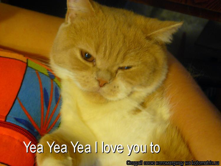 Котоматрица: Yea Yea Yea I love you to