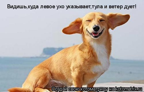 Котоматрица: Видишь,куда левое ухо указывает,тула и ветер дует!