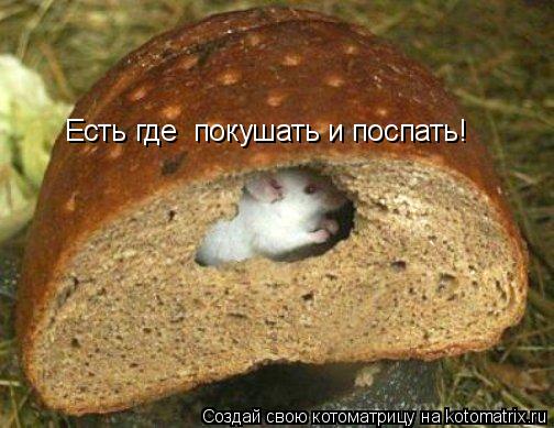 Есть где покушать и поспать!... Котоматрица: Есть где покушать и поспать!